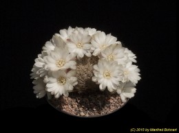 Sulcorebutia roberto-vasquezii WK986 2043